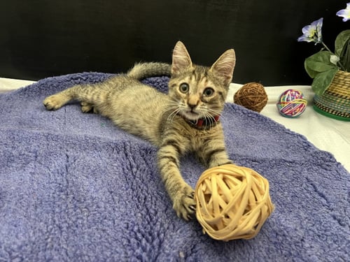 SWEET PEA - Tabby / Domestic Short Hair available for adoption