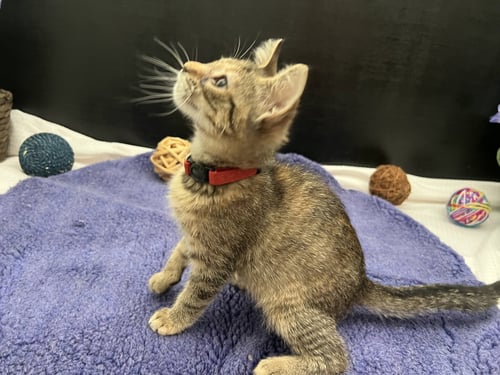 SWEET PEA - Tabby / Domestic Short Hair available for adoption