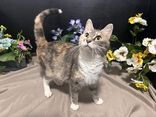 PENNY - Dilute Calico / Domestic Short Hair available for adoption