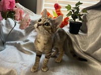 Quillie - Photo 4
