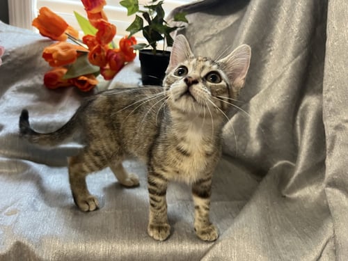 QUILLIE - Tabby / Domestic Short Hair available for adoption