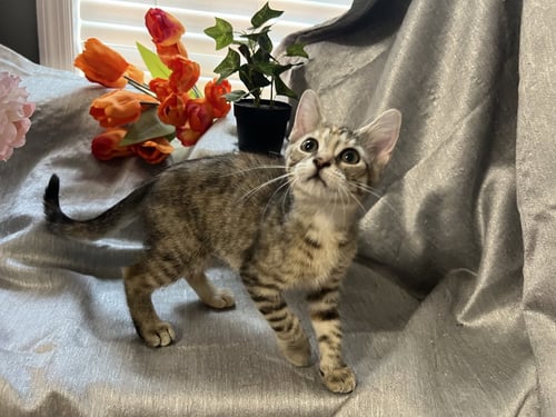 QUILLIE - Tabby / Domestic Short Hair for adoption in Atlanta