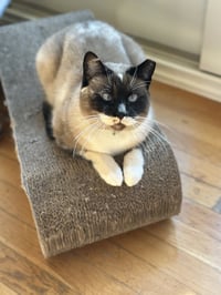 Lady Lulu - Photo 4