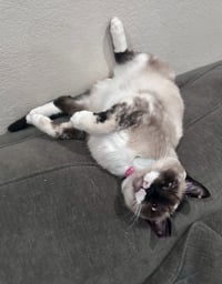 Lady Lulu - Photo 2