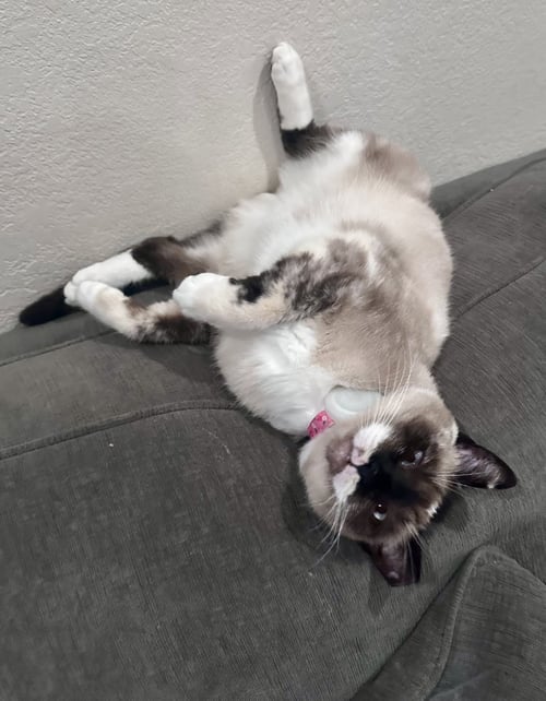 LADY LULU - Snowshoe / Siamese available for adoption