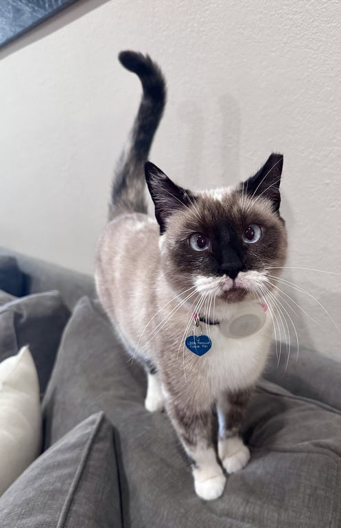 Lady Lulu Image