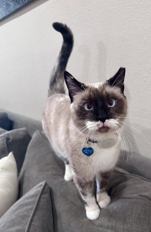 LADY LULU - Snowshoe / Siamese available for adoption