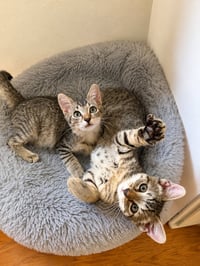 Sweet Pea & Purrcy - Photo 4