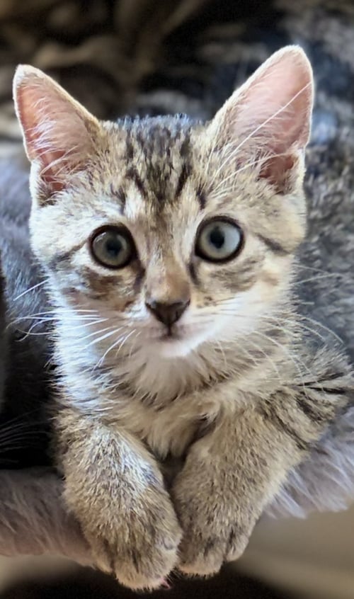 SWEET PEA & PURRCY - Domestic Short Hair / Domestic Short Hair available for adoption