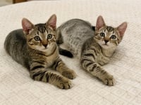 Sweet Pea & Purrcy - Photo 3
