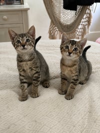 Sweet Pea & Purrcy - Photo 2