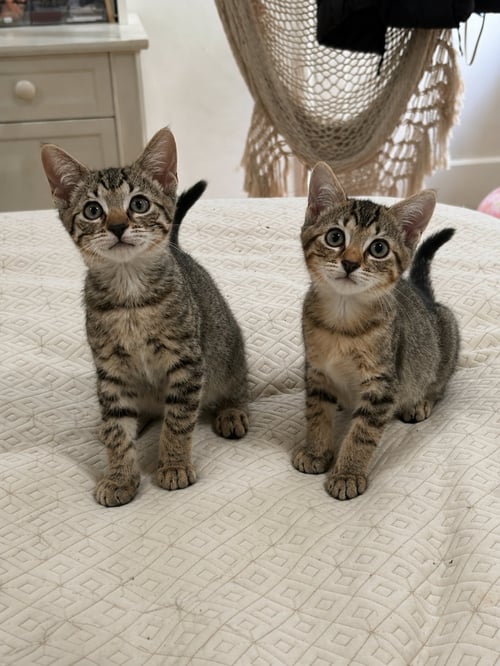 SWEET PEA & PURRCY - Domestic Short Hair / Domestic Short Hair available for adoption