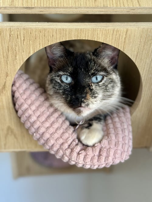 PIXIE - Domestic Short Hair / Siamese available for adoption