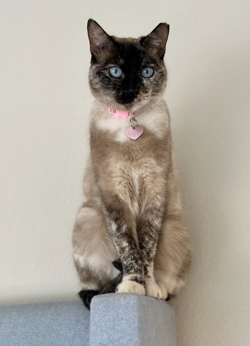 PIXIE - Domestic Short Hair / Siamese available for adoption