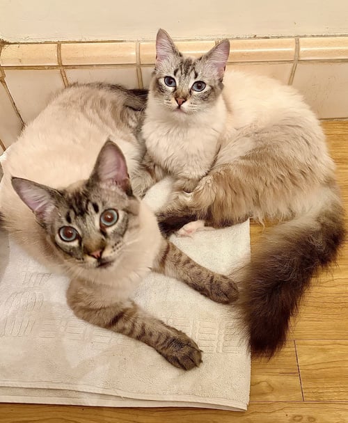 POPPIE & PIP - Siamese / Domestic Long Hair available for adoption
