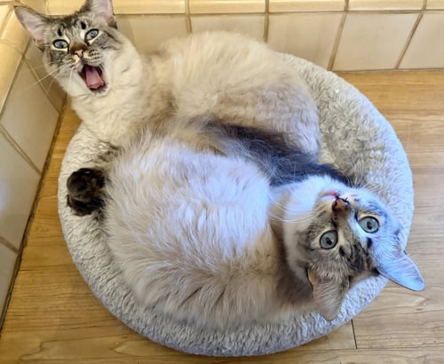 POPPIE & PIP - Siamese / Domestic Long Hair available for adoption