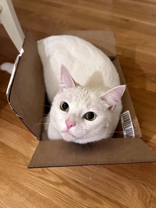 MILKY - Domestic Short Hair / European Shorthair available for adoption