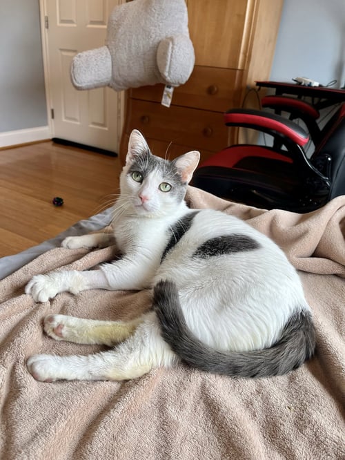 CLOVER - Domestic Short Hair available for adoption
