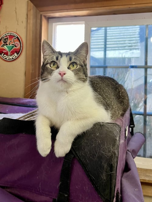 MANXINE - Manx available for adoption