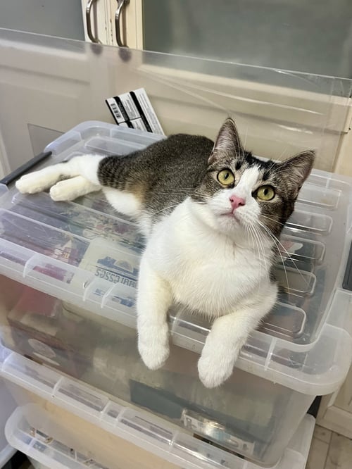 MANXINE - Manx available for adoption