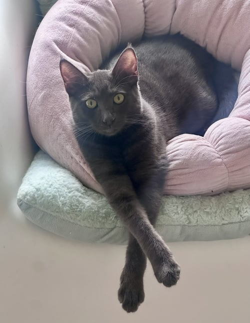 LUNA - Chartreux / Tiger available for adoption