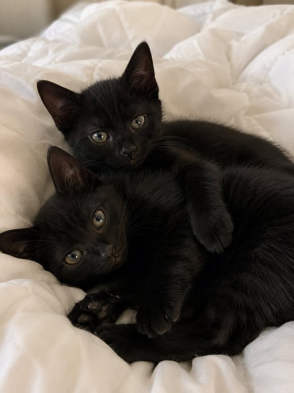 Teddy & Bear Image
