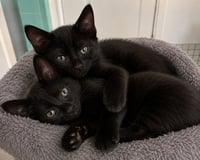 Teddy & Bear - Photo 2