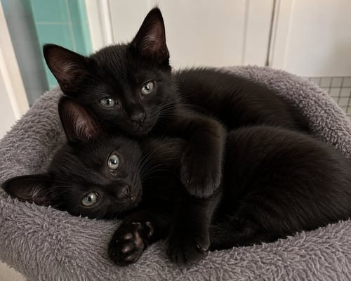 TEDDY & BEAR - Domestic Short Hair / Domestic Short Hair available for adoption