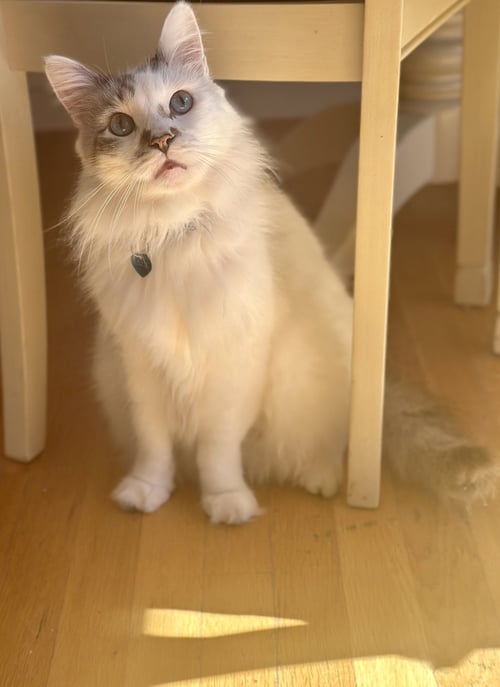 MARSHMALLOW RAGDOLL - Ragdoll / Siamese available for adoption