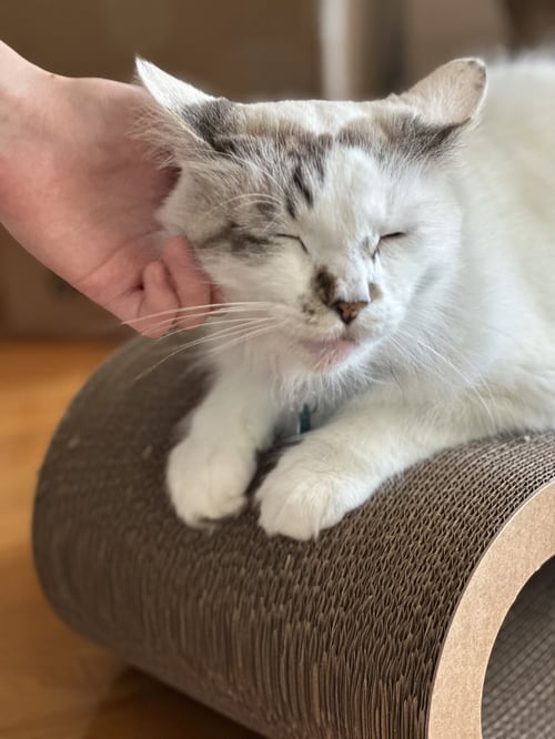 MARSHMALLOW RAGDOLL - Ragdoll / Siamese available for adoption