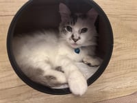 Marshmallow Ragdoll - Photo 3