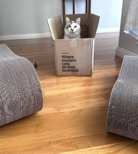 Marshmallow Ragdoll - Photo 4