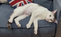 Lovely Lola - Photo 1
