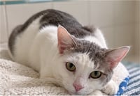 Lovely Lola - Photo 4