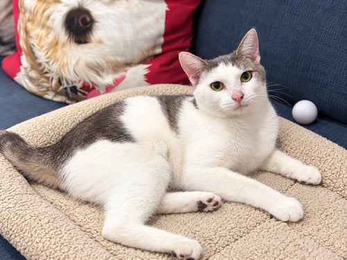 LOVELY LOLA - Turkish Van / British Shorthair available for adoption
