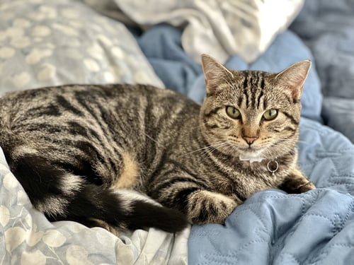 CHANEL - Domestic Short Hair / Tiger available for adoption