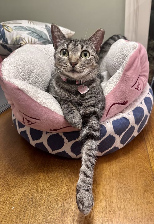 PHOEBE - Tabby / Tiger available for adoption