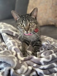Phoebe - Photo 4