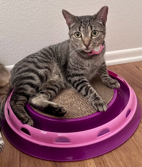 PHOEBE - Tabby / Tiger available for adoption