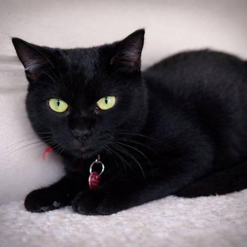 MIA - Domestic Short Hair / Domestic Short Hair available for adoption