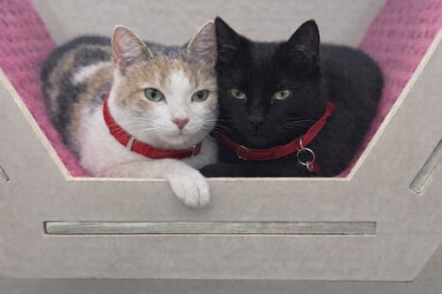 MIA - Domestic Short Hair / Domestic Short Hair available for adoption