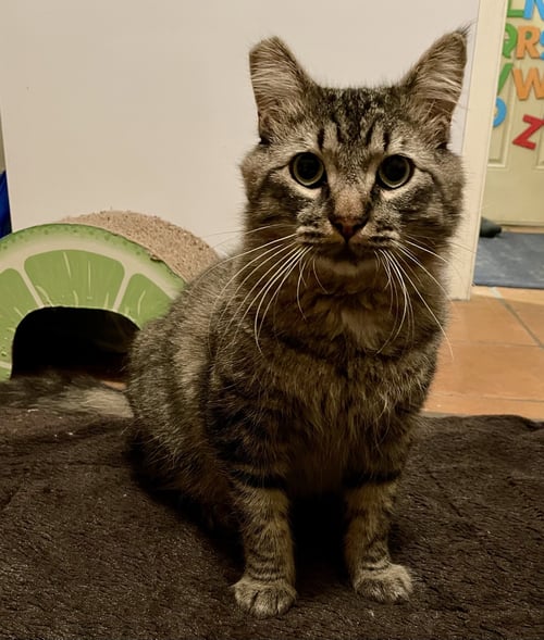MORTISE (MORTIMER) - Domestic Medium Hair / Tabby available for adoption