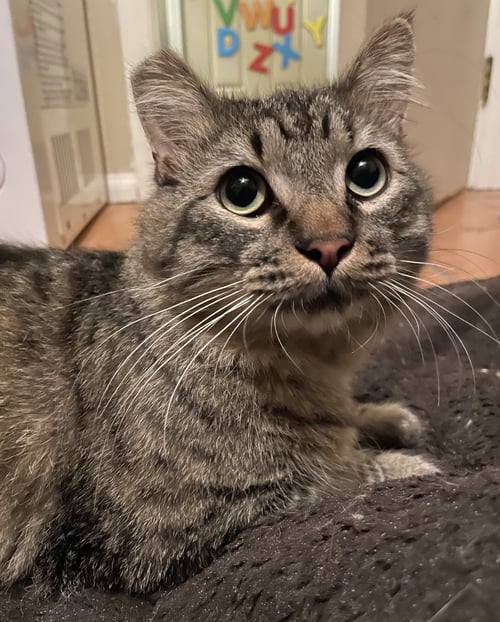 MORTISE (MORTIMER) - Domestic Medium Hair / Tabby available for adoption