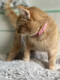 Goldie - Photo 2