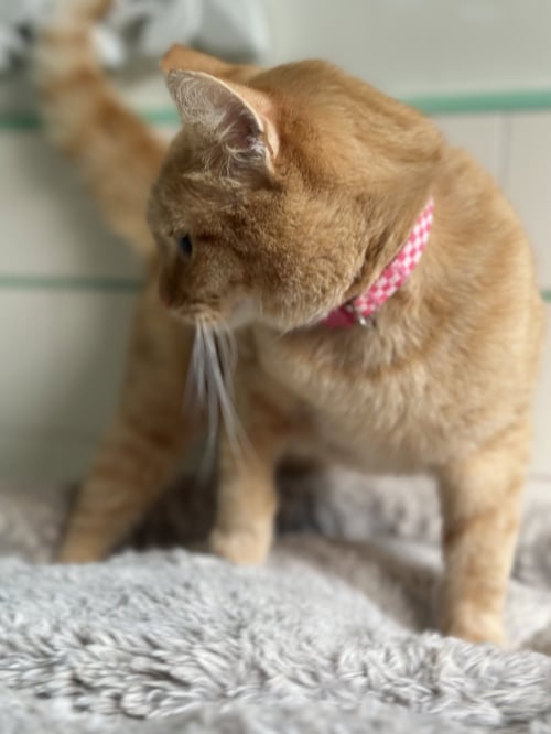 GOLDIE - Domestic Short Hair available for adoption