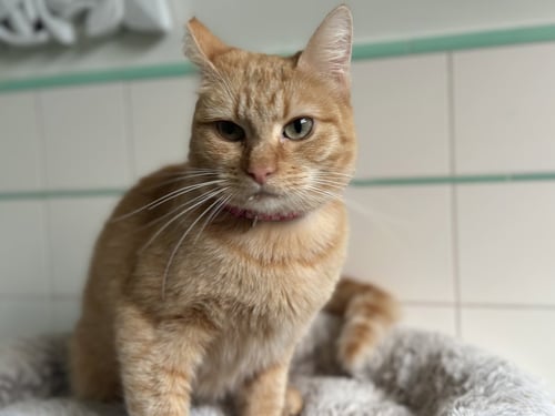 GOLDIE - Domestic Short Hair available for adoption