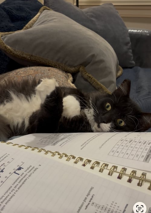 MISTER - Tuxedo / Maine Coon available for adoption