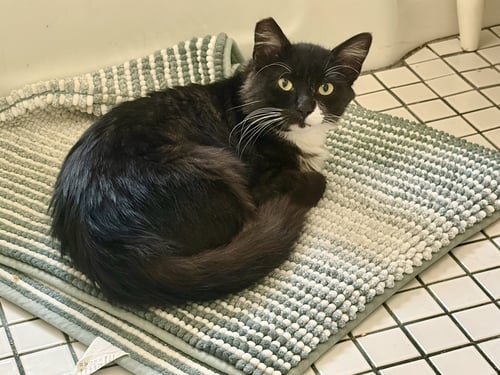 MISTER - Tuxedo / Maine Coon available for adoption
