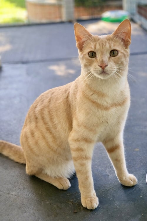 JUSTIN AND HAILEY - Tortoiseshell / Domestic Short Hair available for adoption