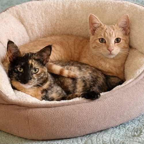 JUSTIN AND HAILEY - Tortoiseshell / Domestic Short Hair available for adoption
